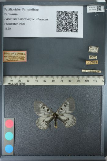 Media type: image;   Entomology 175513